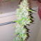 Afghan Kush X Skunk Seeds