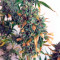 Auto Mazar (Dutch Passion)