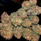 Graines de cannabis Cheese (Dinafem Seeds)