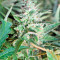 Graines de cannabis Gnomo Auto (Kannabia Seeds)