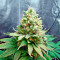 Semi femminizzati Lemon Garlic OG