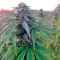Lost Coast OG Seeds