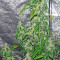 Graines de cannabis Massive Midget Auto (Heavyweight Seeds)