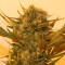 Graines de cannabis Sour P (Resin Seeds)
