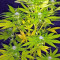 Strawberry Blue Seeds