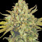 Warlock (Serious Seeds)