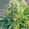 Killer Kush Auto (Sweet Seeds)