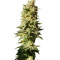 Mataro Blue Max Auto (Kannabia Seeds)