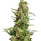 Super Skunk Seeds (Nirvana Seeds)