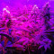 California Dream Seeds