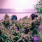 Auto White Widow Seeds (Dutch Passion)