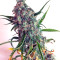 Auto Mazar (Dutch Passion)