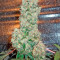 Graines de cannabis Bubba Kush regular (Humboldt Seeds Organization)