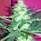 Graines de cannabis Critical + Autoflowering (Dinafem Seeds)