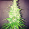 Goji Haze Seeds