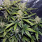 Green Crack Auto Seeds