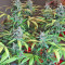 Graines féminisées de LSD-25 Auto (Fast Buds)