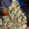 Lemon Thai Kush feminized seeds