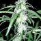 Strawberry Blue (World of Seeds)