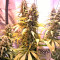 White Lemon (Strain Hunters)