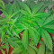 Graines de cannabis Wonder Woman (Nirvana Seeds)