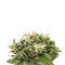 Graines de cannabis Original Strawberry Cough (Dinafem Seeds)