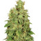Semi femminizzati CBD-Chronic