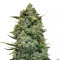 Cookies Kush Seeds