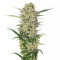 Northern Light (RQS)