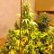 Auto Bubble Gum (00 Seeds)