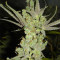 Canadian Kush Seeds