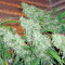 Graines de cannabis Damnesia (Strain Hunters)