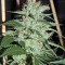Smile Max Auto (Kannabia Seeds)