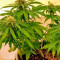 Sugar Mango Ryder Auto (World of Seeds)