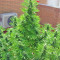 SAD Sweet Afgani Delicious S1 fem (Sweet Seeds)