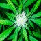 White Widow Auto (Vision Seeds)