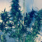 Wipeout Express Auto feminized seeds
