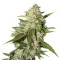 Auto Mazar (Dutch Passion)