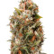 Chemdawg Seeds (Humboldt Seeds Organization)