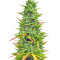 Choco Bud (Vision Seeds)