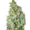 Northern Light X Skunk (World of Seeds)