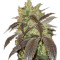 Graines de cannabis Spoetnik #1 (Paradise Seeds)