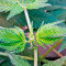 Misty Kush (Nirvana Seeds)
