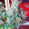 Afghan Kush X Skunk Seeds