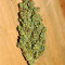Amnesia Haze Auto feminized seeds (Vision Seeds)