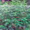 Aurora Indica strain