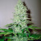 Ice Cream feminized seeds