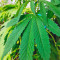 Original Cheese IBL (Paradise Seeds)