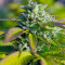 Original White Widow IBL (Paradise Seeds)