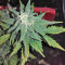 Smokin' Gun Auto (Dr. Krippling Seeds)